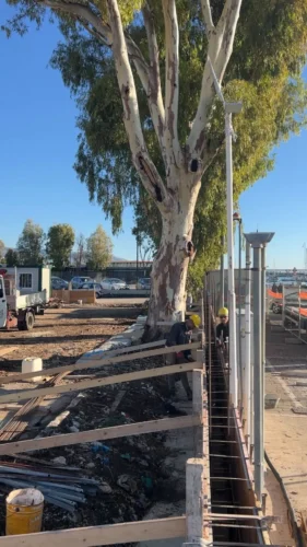 Porti commerciali di Manfredonia: scavo per le fondazioni lungo il viale alberato